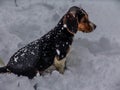 Beagle Puppy Sitting in the Snow Royalty Free Stock Photo