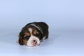 Beagle Puppy is sleeping and looking in first time