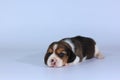 Beagle Puppy is sleeping and looking in first time