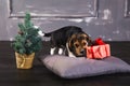 Beagle puppy sniffing gift box Royalty Free Stock Photo