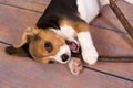 Beagle puppy with stick Royalty Free Stock Photo