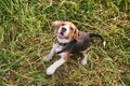 Beagle puppy, tongue out, funny Bouncing on the grass