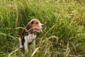 Beagle puppy,tongue out, sitting in the grass