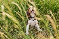 Beagle puppy, tongue out, sitting in the grass