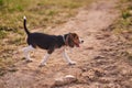 Beagle puppy, tongue sticking out, runs on the sand