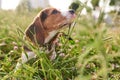 Beagle puppy, tongue sticking out, sitting in the grass and looking away