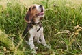 Beagle puppy,tongue sticking out, sitting in the grass and looking up Royalty Free Stock Photo