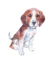 Beagle puppy watercolor art