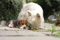 Beagle puppy and Westy Royalty Free Stock Photo
