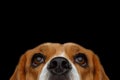Beagle Purebred Dog Isolated on Black Background Royalty Free Stock Photo
