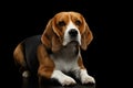 Beagle Purebred Dog Isolated on Black Background Royalty Free Stock Photo