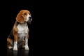 Beagle Purebred Dog Isolated on Black Background Royalty Free Stock Photo