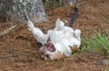 Beagle dog rolling over on his back Royalty Free Stock Photo