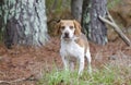 Beagle rabbit hunting dog, Georgia