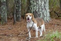 Beagle rabbit hunting dog, Georgia Royalty Free Stock Photo