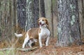 Beagle rabbit hunting dog, Georgia