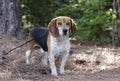 Beagle Rabbit Hunting dog