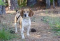 Beagle Rabbit Hunting dog