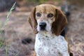 Beagle Rabbit Hunting dog