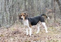 Beagle rabbit hunting hound dog outdoors