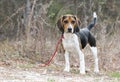 Beagle rabbit hunting hound dog outdoors