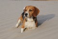 Beagle resting in the sand