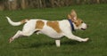 Beagle running free