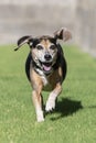 Beagle running in the grass while smiling