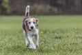 Beagle Royalty Free Stock Photo