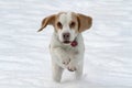 Beagle running in snow