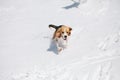 Beagle running in snow