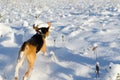 Beagle running in snowy field. Fresh winter day.