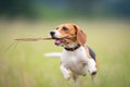 beagle running with a stick on grass