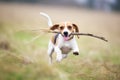 beagle running with a stick on grass