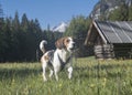 Beagle runs across a meadow