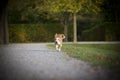 Beagle runs free