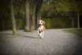 Beagle runs free