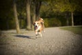 Beagle runs free