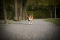 Beagle runs free