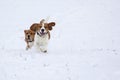 beagle runs through the snow. Hunting the beast.