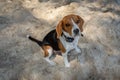 Beagle on the sea beach. The dog has a collar. Royalty Free Stock Photo