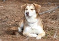 Beagle Anatolian Shepherd mix breed dog outside on a leash