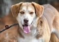 Beagle Anatolian Shepherd mix breed dog outside on a leash Royalty Free Stock Photo