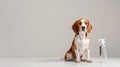 A beagle sits inquisitively next to a sleek unlabeled spray bottle on a minimalist surface. The bright setting Royalty Free Stock Photo