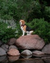 Beagle sits on stone among the juniper bushes in the park. Portrait of a beautiful dog. Cute pet posing for the camera