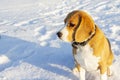 the beagle sits in the winter snow and looks into the distance