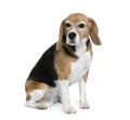 Beagle sitting in front of white background Royalty Free Stock Photo