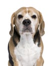 Beagle sitting in front of white background Royalty Free Stock Photo
