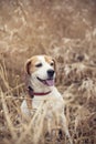 Beagle smiling, sitting in the grass Royalty Free Stock Photo