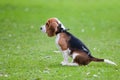 Beagle sitting on green grass Royalty Free Stock Photo
